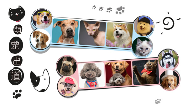 印记工坊最新推出的宠物主题视频模板，适合喜欢记录小动物的朋友们